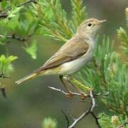 Western Bonelli's Warbler