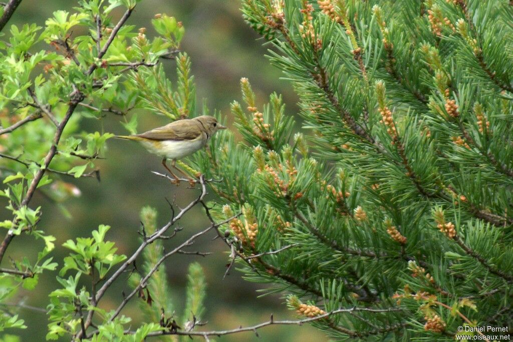 Pouillot de Bonelliadulte, identification