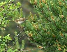 Western Bonelli's Warbler