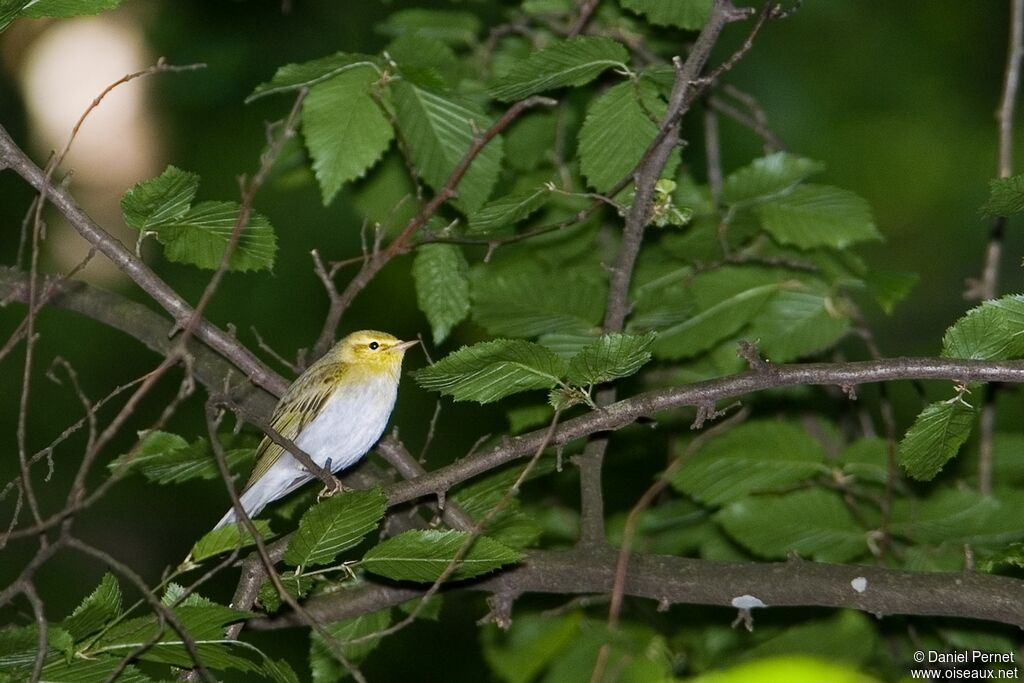 Wood Warbleradult, identification