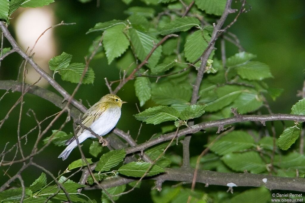 Pouillot siffleuradulte, identification