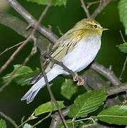 Wood Warbler