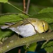 Wood Warbler