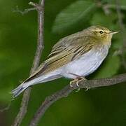 Wood Warbler