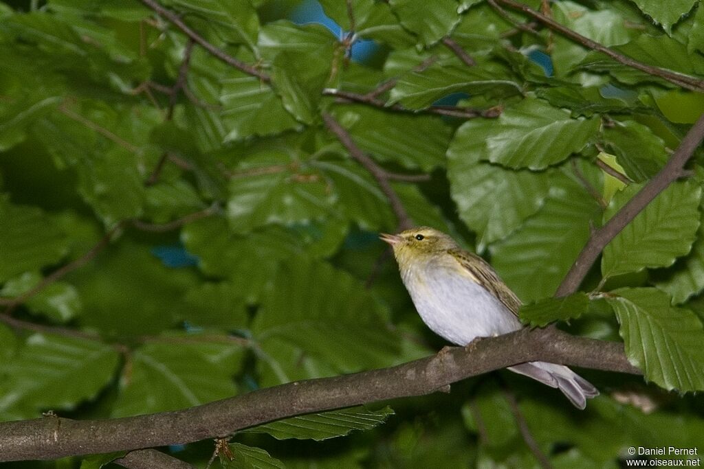 Pouillot siffleuradulte, identification