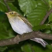 Wood Warbler