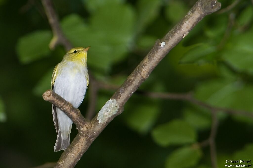 Pouillot siffleuradulte, identification