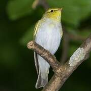 Wood Warbler