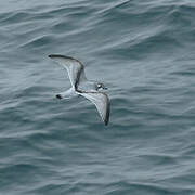 Fulmar Prion