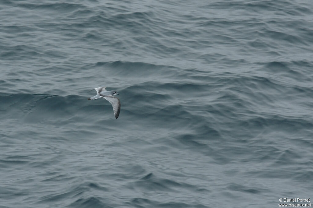 Fulmar Prionadult, Flight