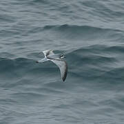 Fulmar Prion