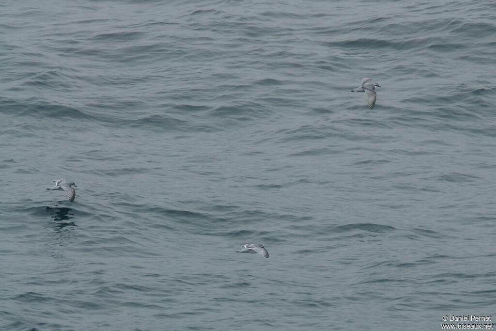 Fulmar Prionadult, Flight