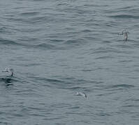 Fulmar Prion