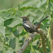 Indian Robin