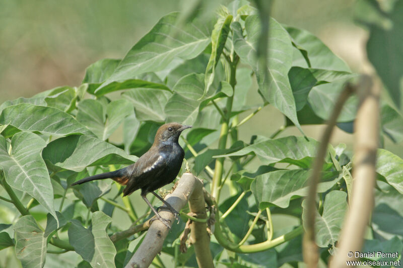 Pseudotraquet indien mâle adulte