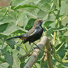 Pseudotraquet indien
