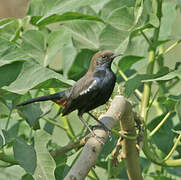 Indian Robin