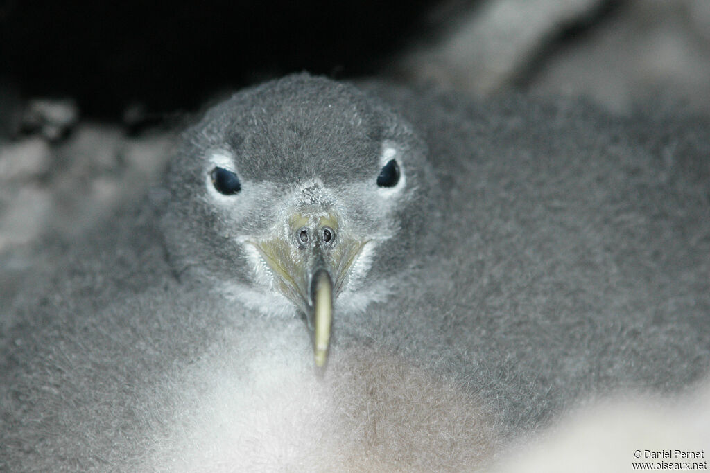 Cory's ShearwaterPoussin, habitat, Reproduction-nesting