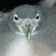 Cory's Shearwater