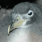 Cory's Shearwater