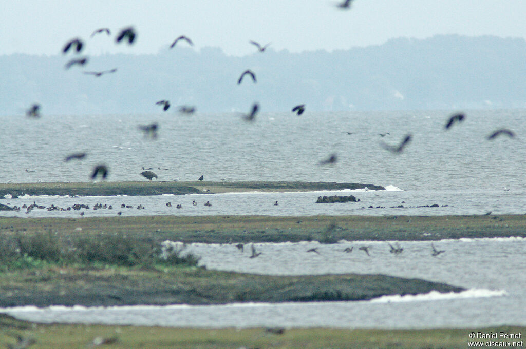 White-tailed Eagleadult, habitat, fishing/hunting