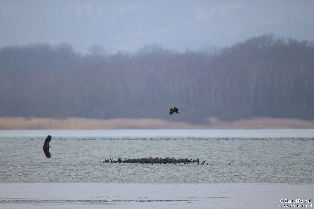 White-tailed Eagleadult, Flight, fishing/hunting