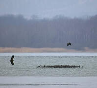 White-tailed Eagle