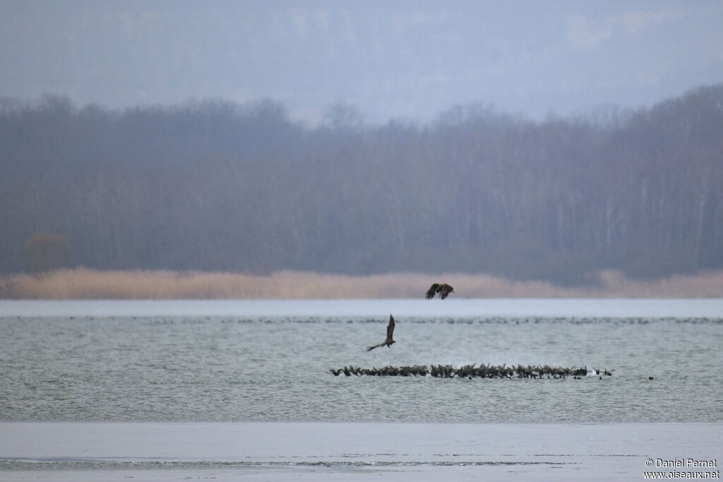 White-tailed Eagleadult, Flight, fishing/hunting