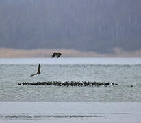 White-tailed Eagle