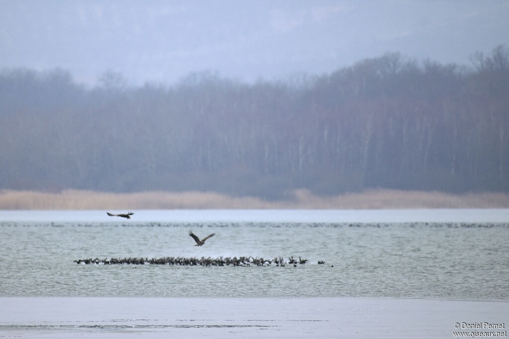 White-tailed Eagleadult, Flight, fishing/hunting