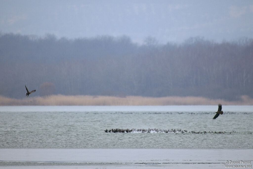 Pygargue à queue blancheadulte, pêche/chasse