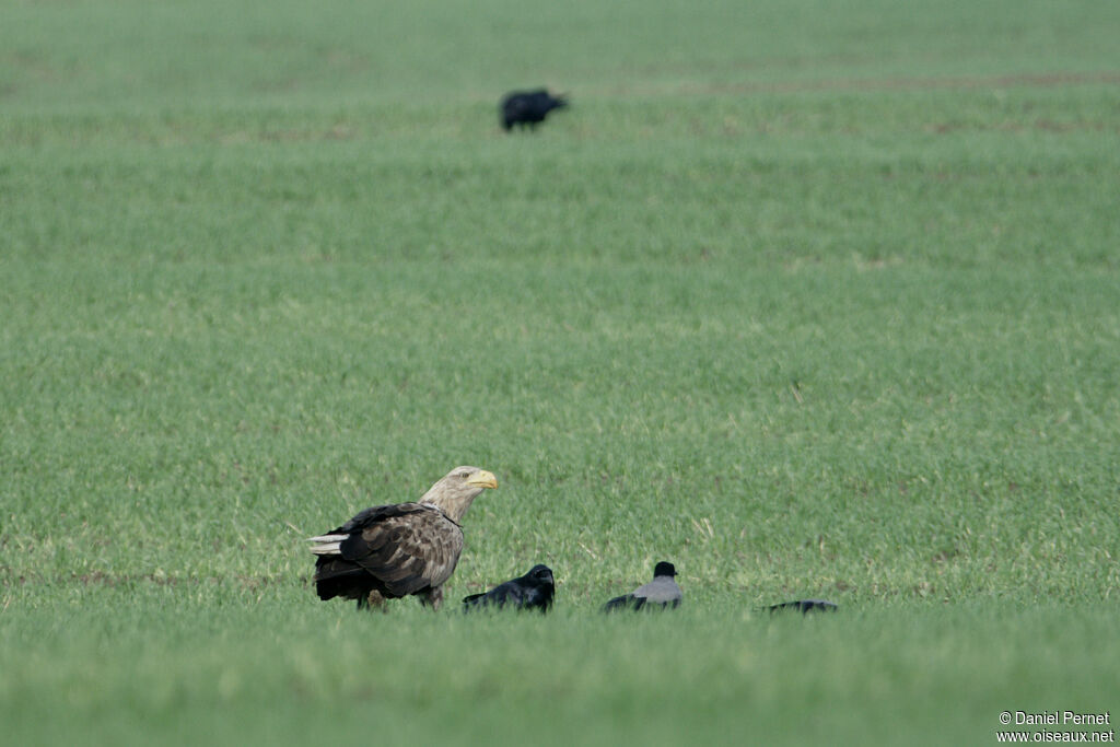 White-tailed Eagleadult, identification, walking, eats