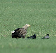 White-tailed Eagle