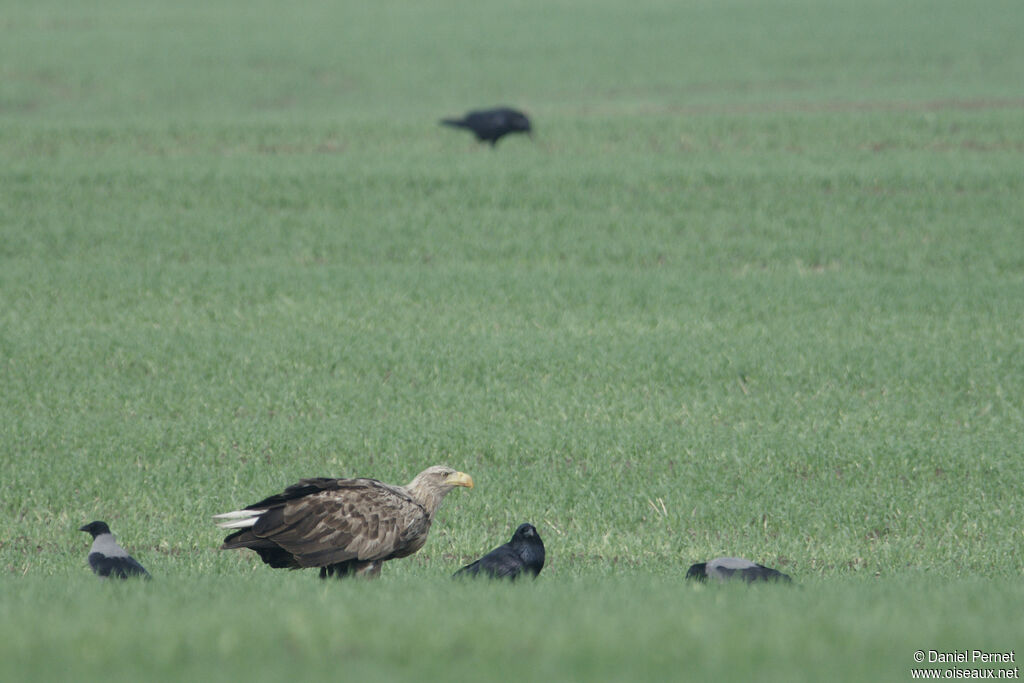 White-tailed Eagleadult, identification, walking, eats