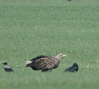 White-tailed Eagle