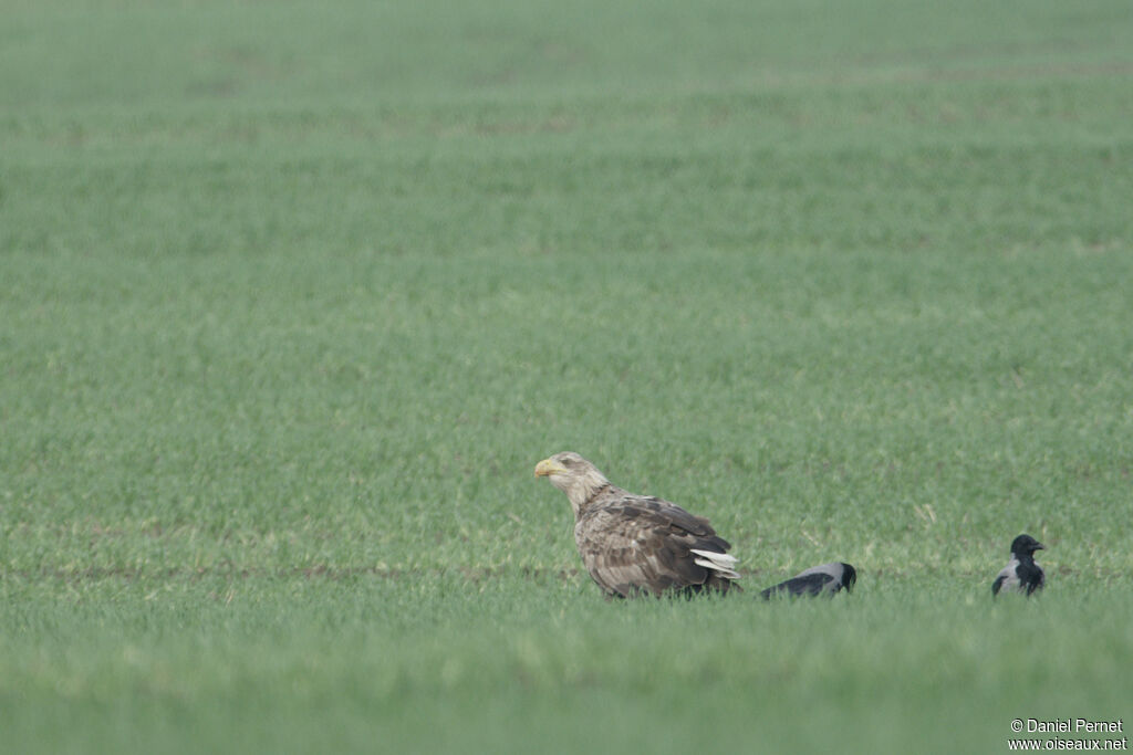 White-tailed Eagleadult, walking, eats