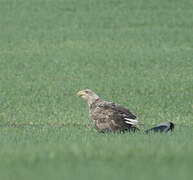 White-tailed Eagle