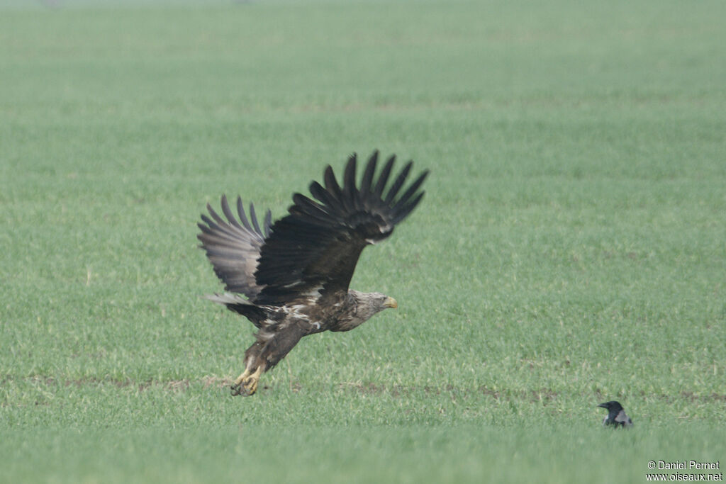 White-tailed Eagleadult, Flight