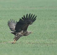 White-tailed Eagle