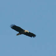 White-tailed Eagle