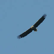 White-tailed Eagle