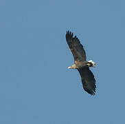 White-tailed Eagle