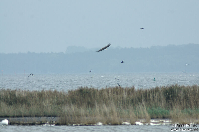 White-tailed Eagleadult, habitat, Flight, fishing/hunting