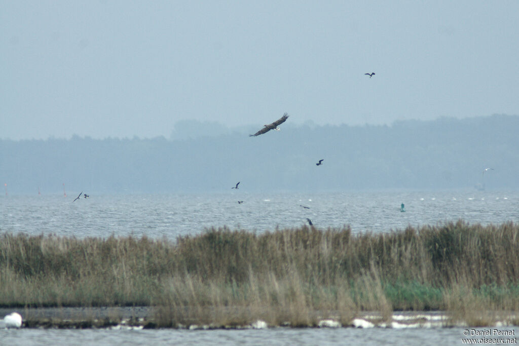 Pygargue à queue blancheadulte, habitat, Vol, pêche/chasse