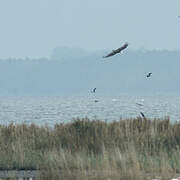 White-tailed Eagle