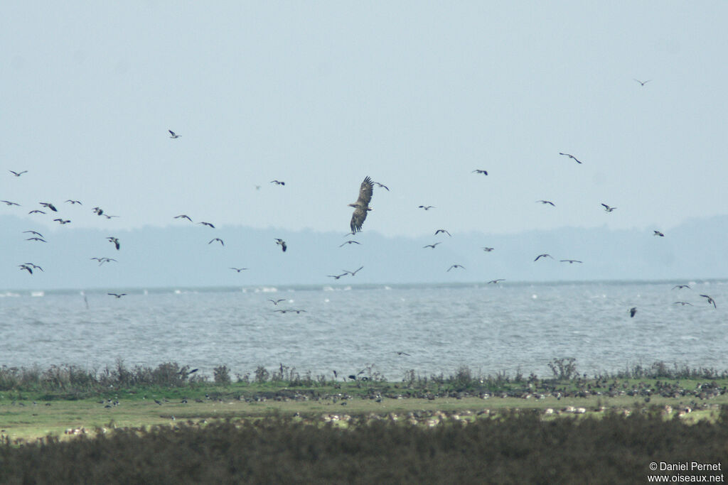 White-tailed Eagleadult, habitat, Flight, fishing/hunting