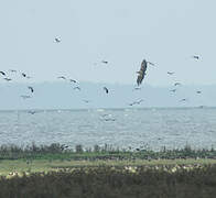 White-tailed Eagle