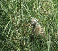 Grey-headed Fish Eagle