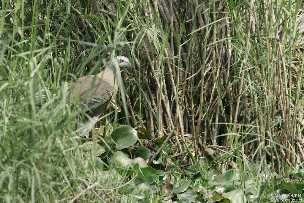 Pygargue à tête griseadulte, identification, marche, pêche/chasse