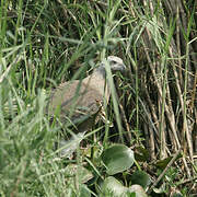 Grey-headed Fish Eagle